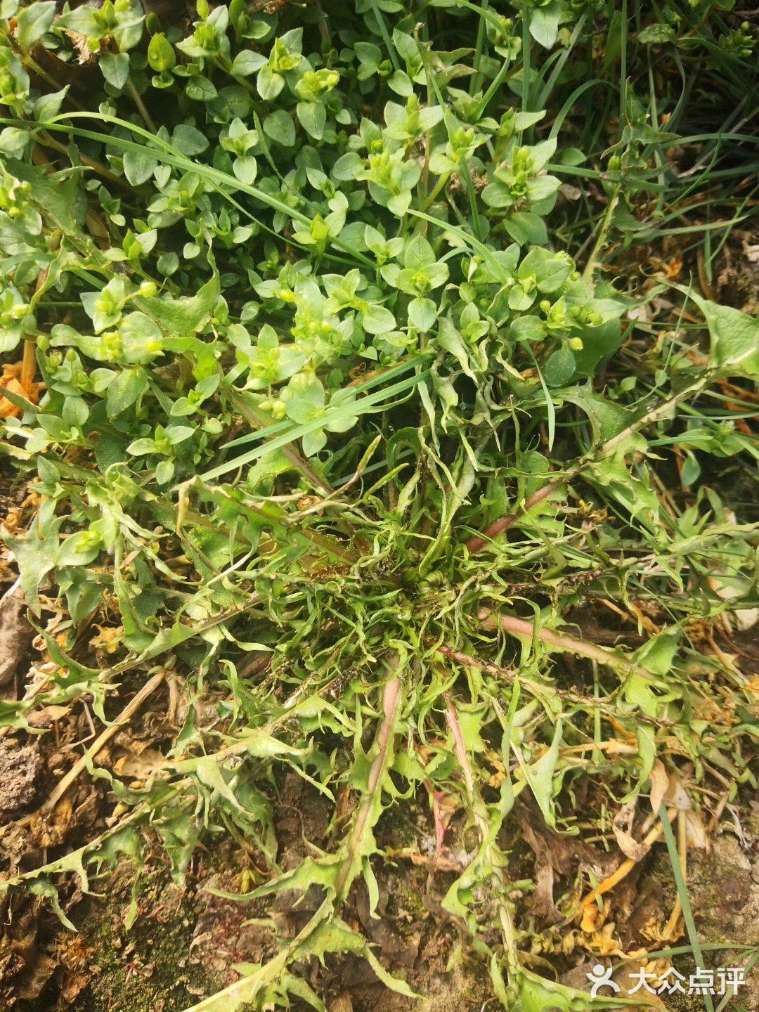 蘸酱吃 包个大包子 哈哈都好吃