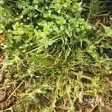 蘸酱吃 包个大包子 哈哈都好吃