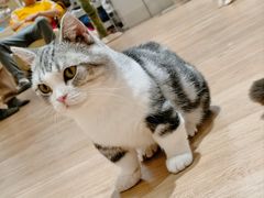 -1013 PET SHOP精品宠物商店(丁香店)