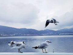 -滇池海埂公园