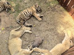 -西霞口神雕山野生动物世界