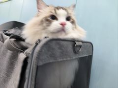 -纳吉亚猫专科动物诊疗中心(蒋宅口分院)