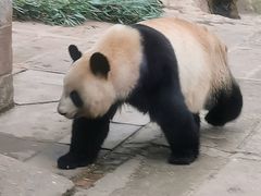 -中国大熊猫保护研究中心雅安碧峰峡基地