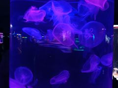 -苏州海洋馆