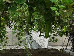 -上膳源有机农场