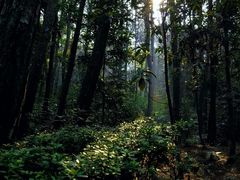 -铁山坪森林公园