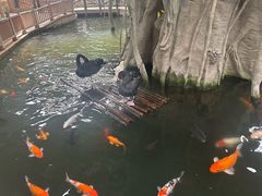 -南宫五洲植物乐园