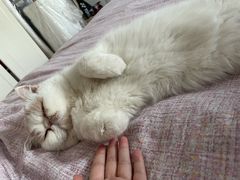 -宠爱国际动物医院·消化内科·心肾内科·ISFM猫友好(望京店)