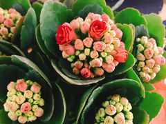 -金陵花卉交易市场