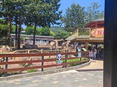 -大连森林动物园