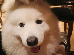 -more than meow吴止猫主题餐厅(承德 中船汇店)