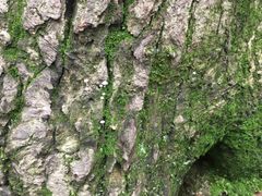 -上海佘山国家森林公园西佘山园