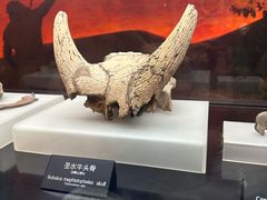 -河姆渡遗址博物馆