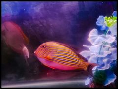 -多彩贵州城极地海洋世界