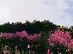 -重庆彩云湖湿地公园