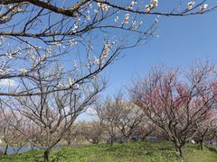 -上海海湾国家森林公园