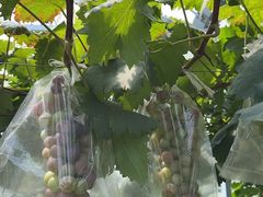 -马陆小张葡萄园农家乐