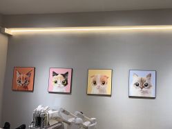 -洗脸猫·洗脸吧