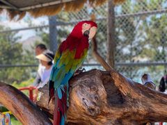 -西霞口神雕山野生动物世界