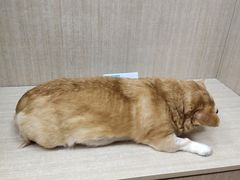 -北京观赏动物医院·24小时大型综合·猫专科·异宠专科