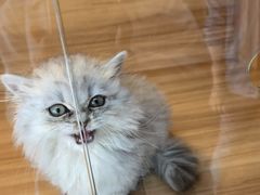 -喵百万·布偶·蓝金金渐层英短·猫舍(百子湾店)