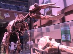 -陕西自然博物馆