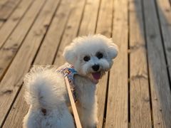 -翊宠yipet猫狗购宠庄园犬舍•猫舍