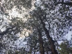 -铁山坪森林公园