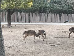 -上海野生动物园