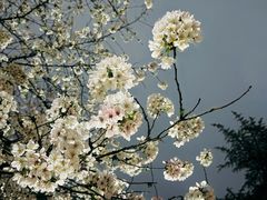 -武汉大学-樱园