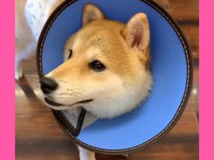 -豆柴町-柴犬主题狗咖(红鼎国际C座店)