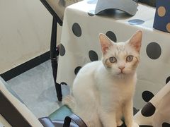 -猫小院猫主题餐厅(南锣旗舰店)