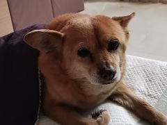 -北京观赏动物医院·24小时大型综合·猫专科·异宠专科