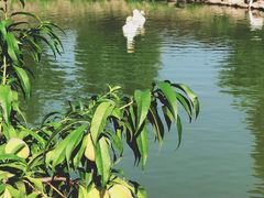 -田园东方蜜桃村的田野营地