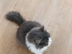 -1013 PET SHOP精品宠物商店(丁香店)