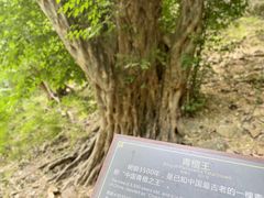 -皇藏峪国家森林公园