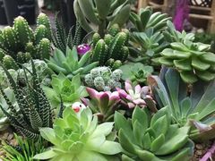 -三圣花乡旅游区