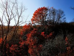 -御道口草原森林风景区