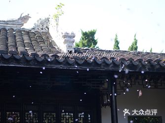 樱花也是一丛又一丛，一颗又一颗