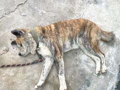 -马陆小张葡萄园农家乐