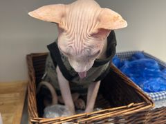 -喵园·猫主题咖啡厅·撸猫·猫咖(国贸店)