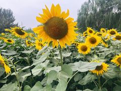 -长白岛森林公园