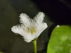 -上海鲜花港