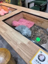 -神奇动物撸宠馆·羊驼·小浣熊·异宠(豫园店)