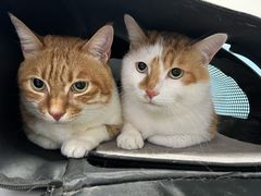 -瑞派福兴宠物医院犬猫全科·骨科·中西医结合(河东店)