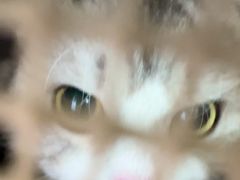 -全心全意连锁动物医院·微创中心·内科急重症·心脏专科(丰管路店)