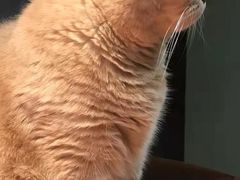 -东方名猫馆·英短金渐层布偶猫舍(环线广场1号楼店)