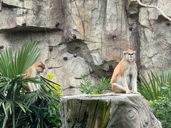 -上海野生动物园