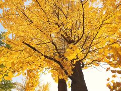 -四川大学(华西校区)