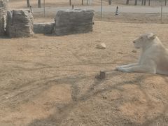 -秦皇岛野生动物园